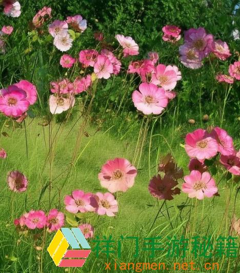 伽罗太华焯出白水后该怎么处理？具体步骤和技巧有哪些？