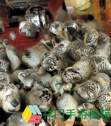 跟着马的奔驰愈加深化古代的原文、马奔古道追梦行迹探寻千年前史神韵之旅